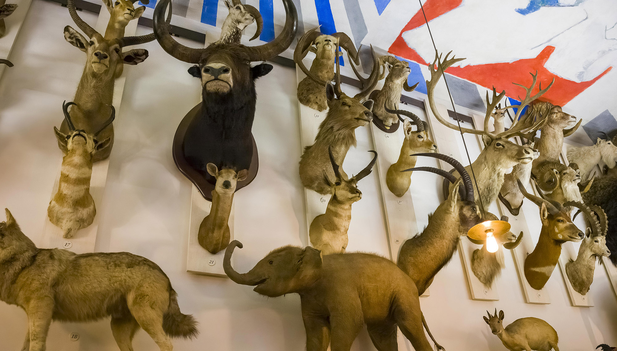 Animaux empaillés, que dit la loi ? ASPAS Maître Renard