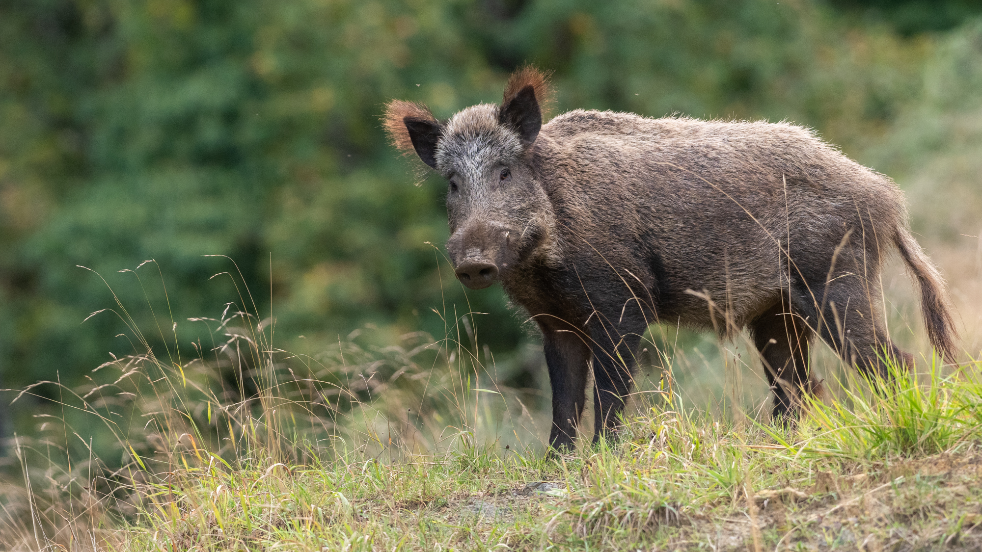 Un Sanglier Peut-il Manger Un Homme Mort www.aspas-maitre-renard.org